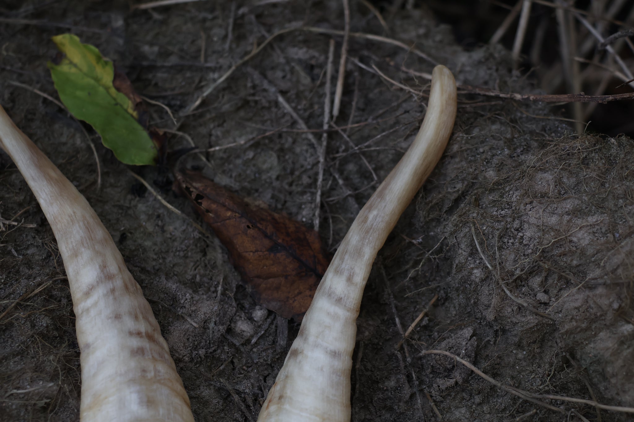 Goat Horns