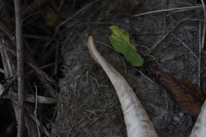 Goat Horns