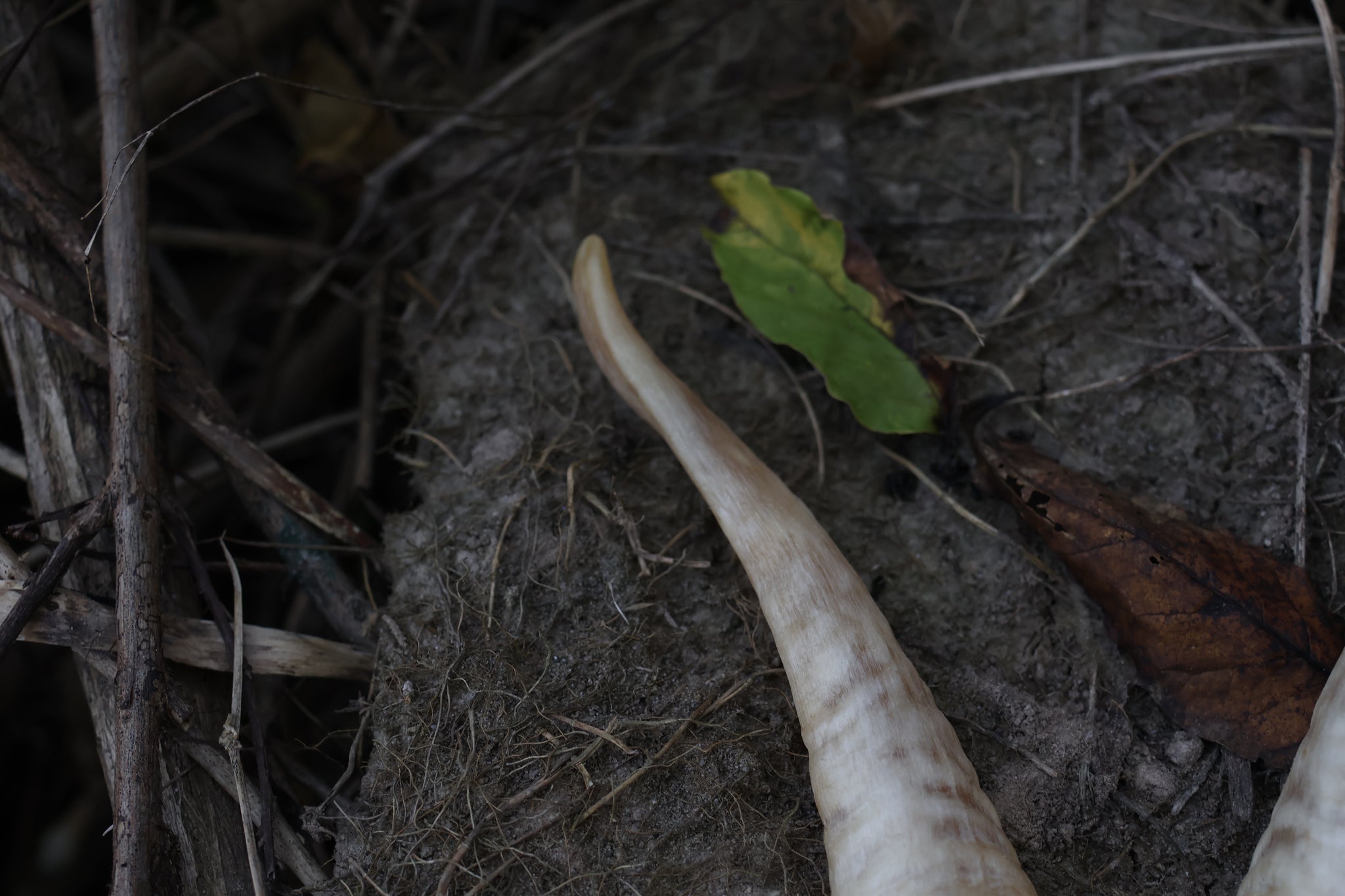 Goat Horns