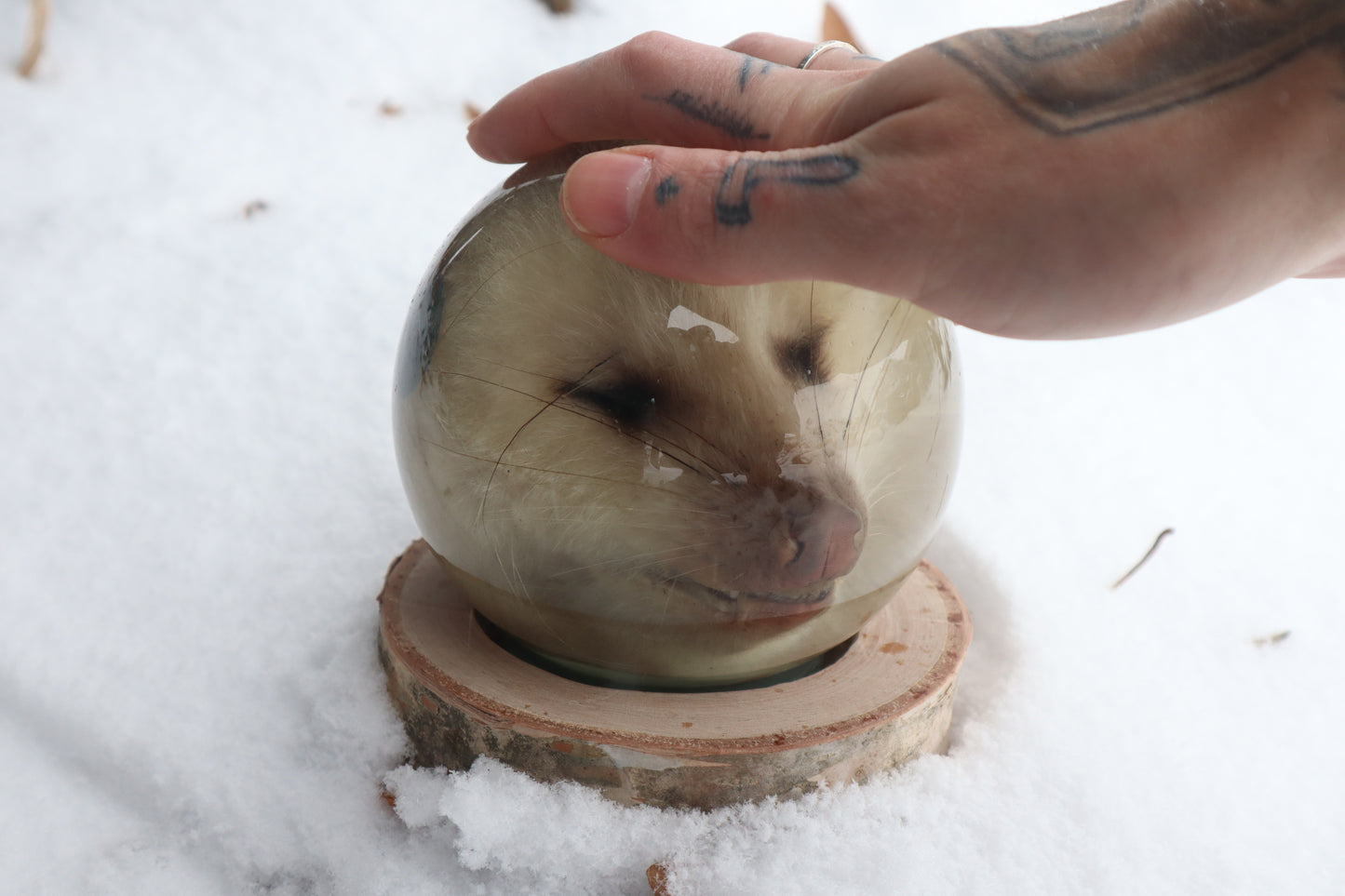 Birch Bound Opossum Crystal Ball