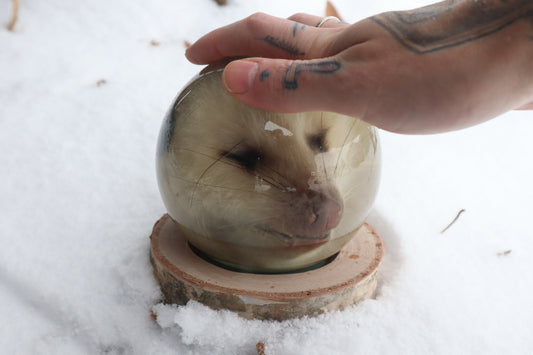 Birch Bound Opossum Crystal Ball