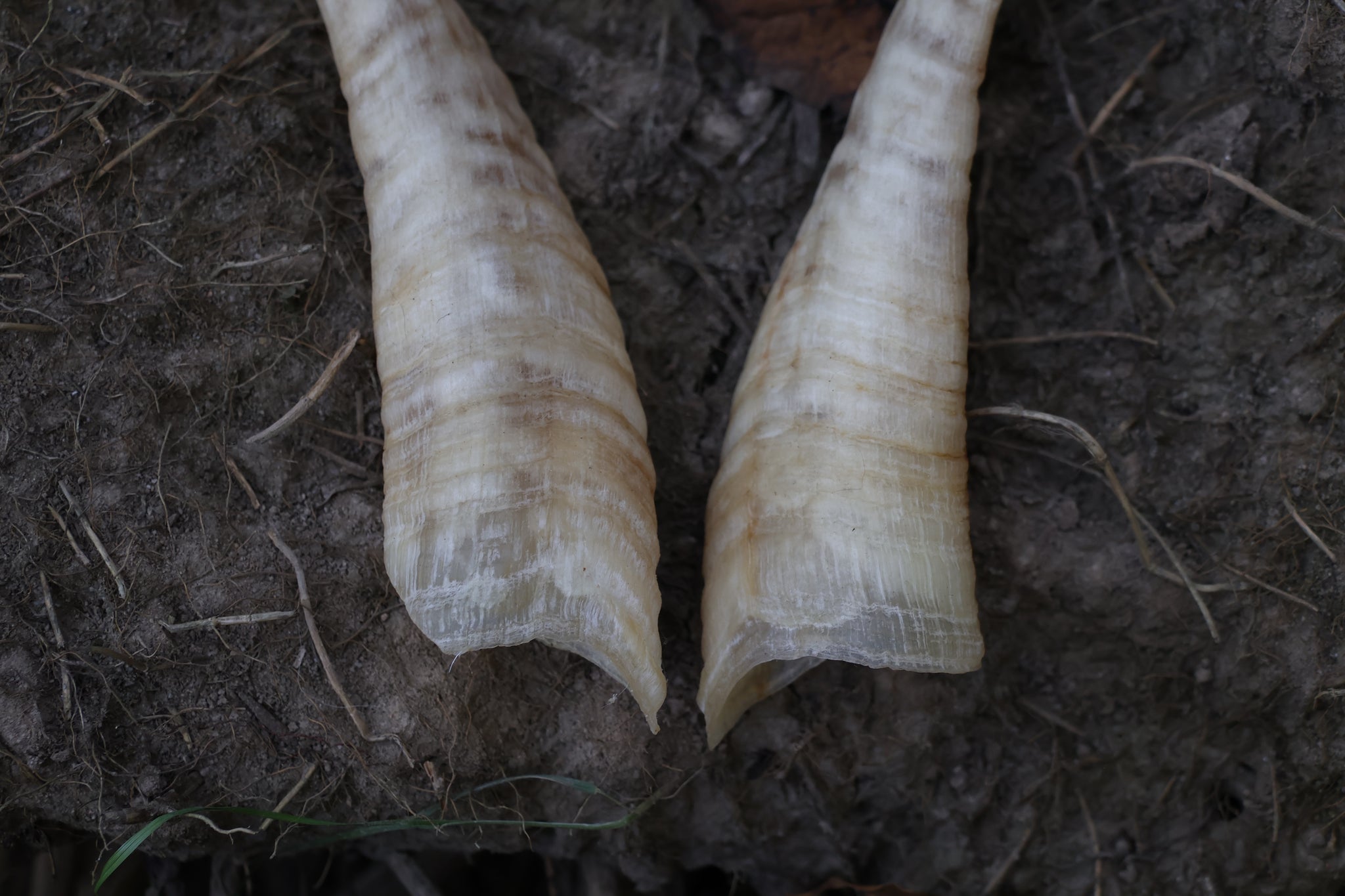 Goat Horns