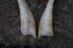Goat Horns