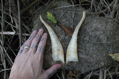 Goat Horns