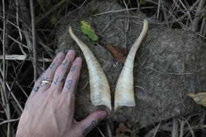 Goat Horns