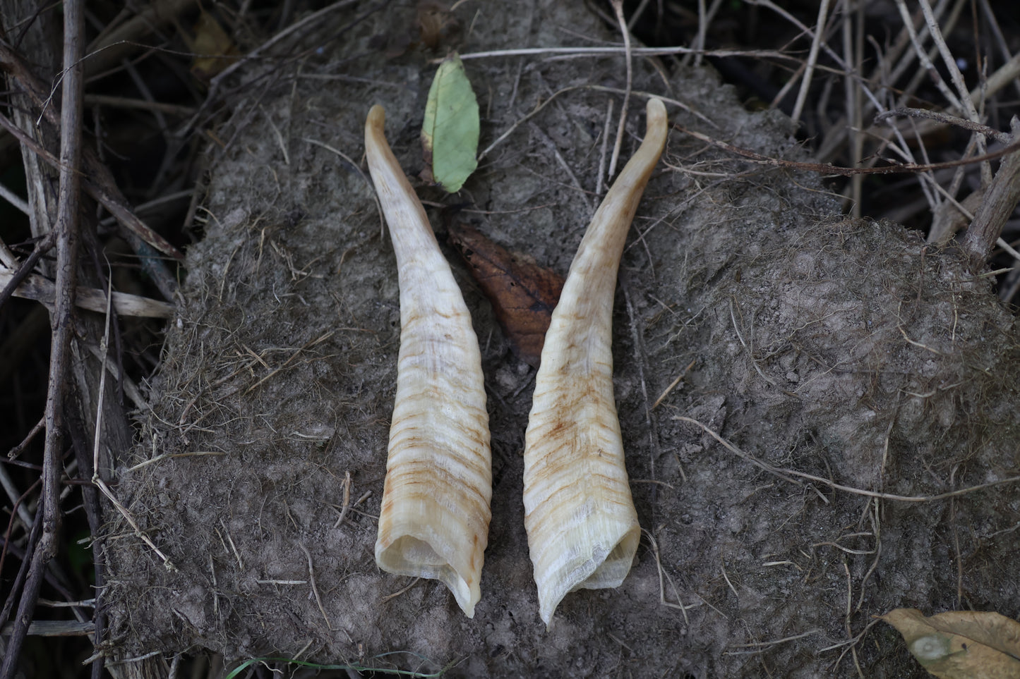 Goat Horns