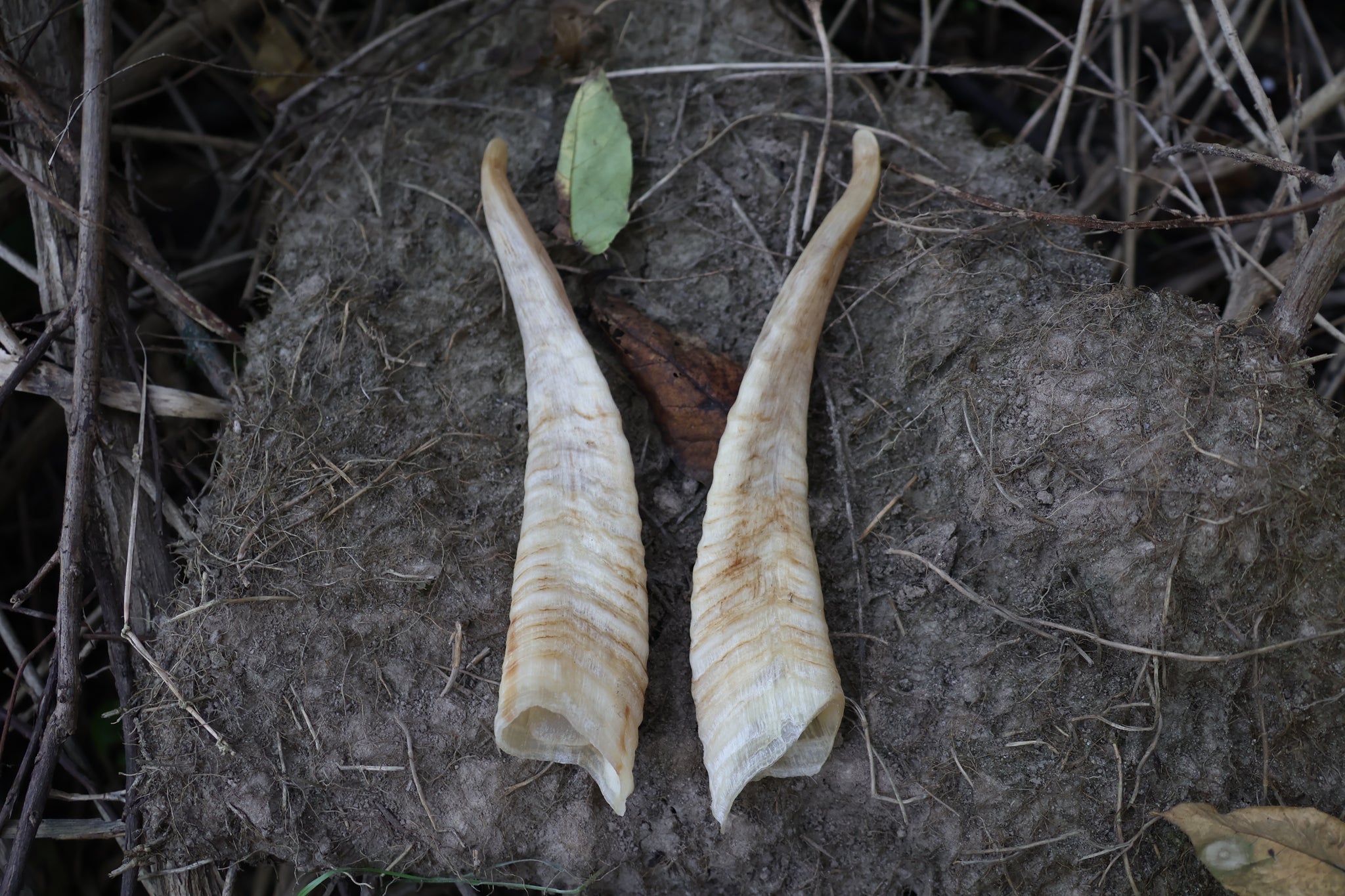 Goat Horns