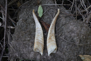 Goat Horns