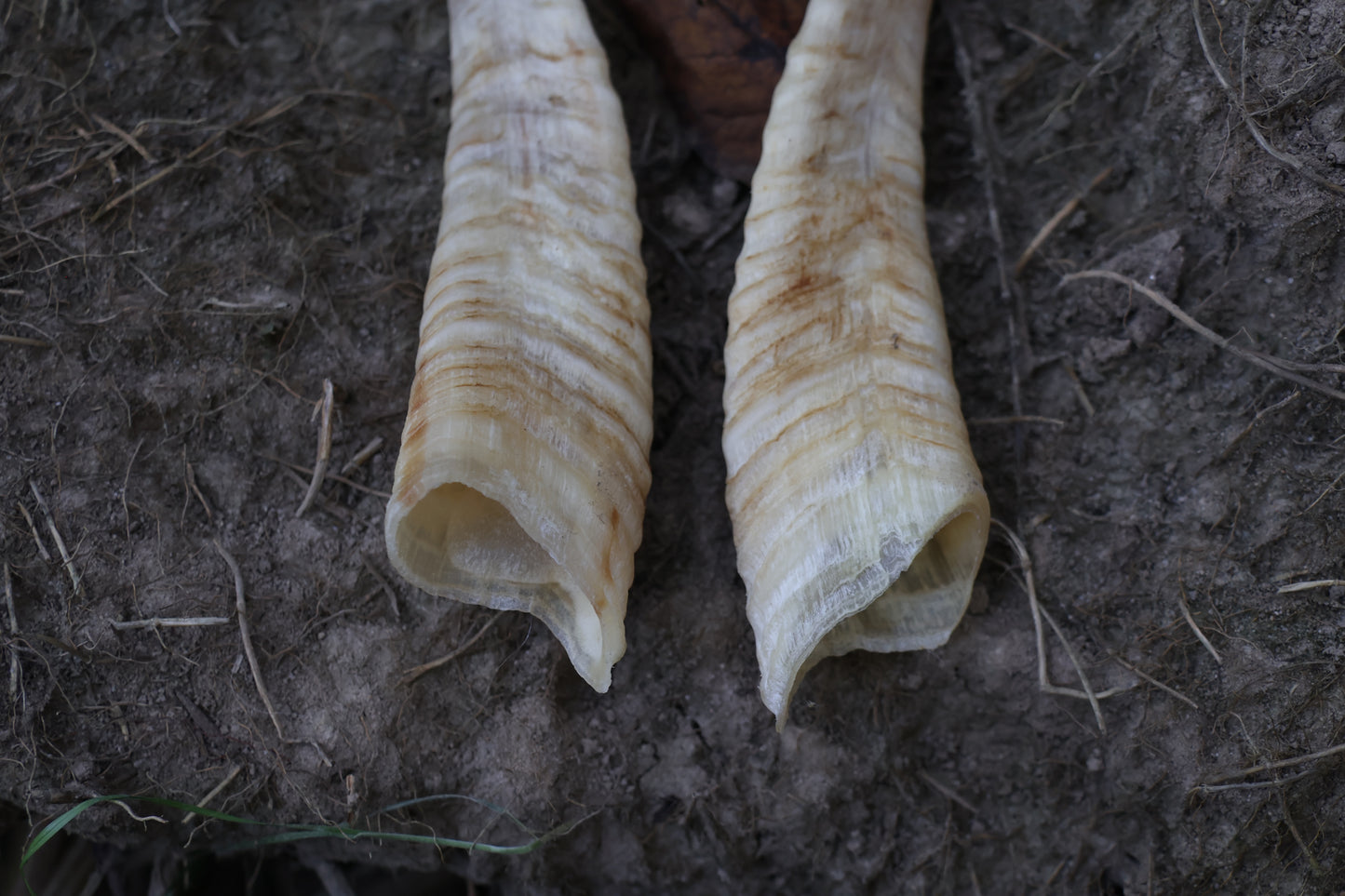Goat Horns