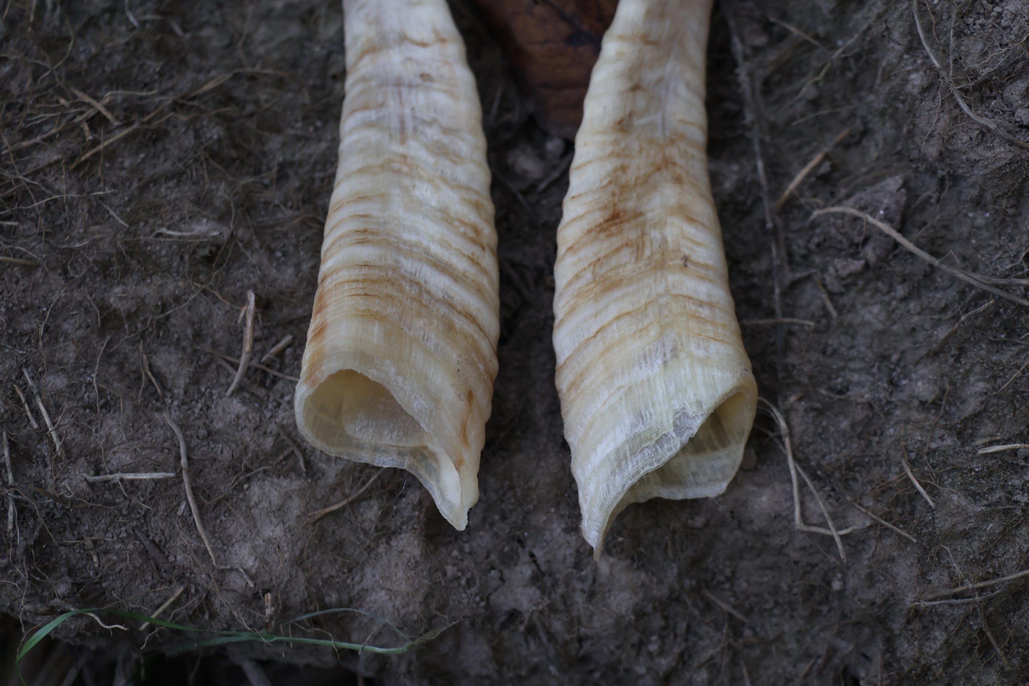 Goat Horns