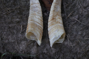 Goat Horns