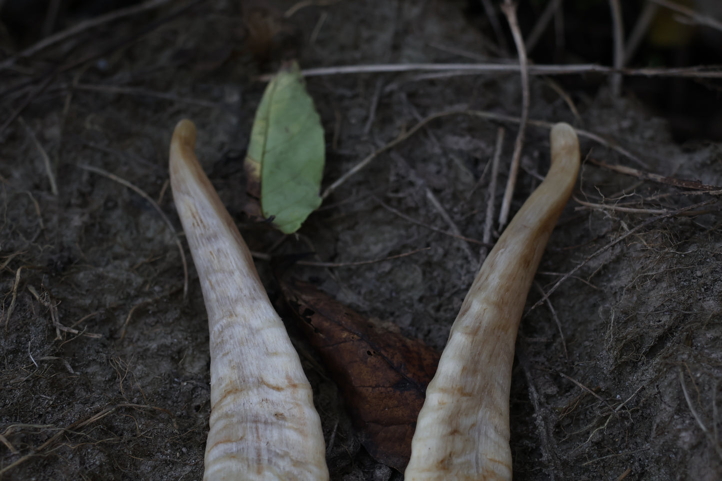 Goat Horns