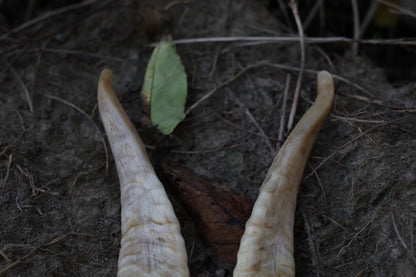 Goat Horns