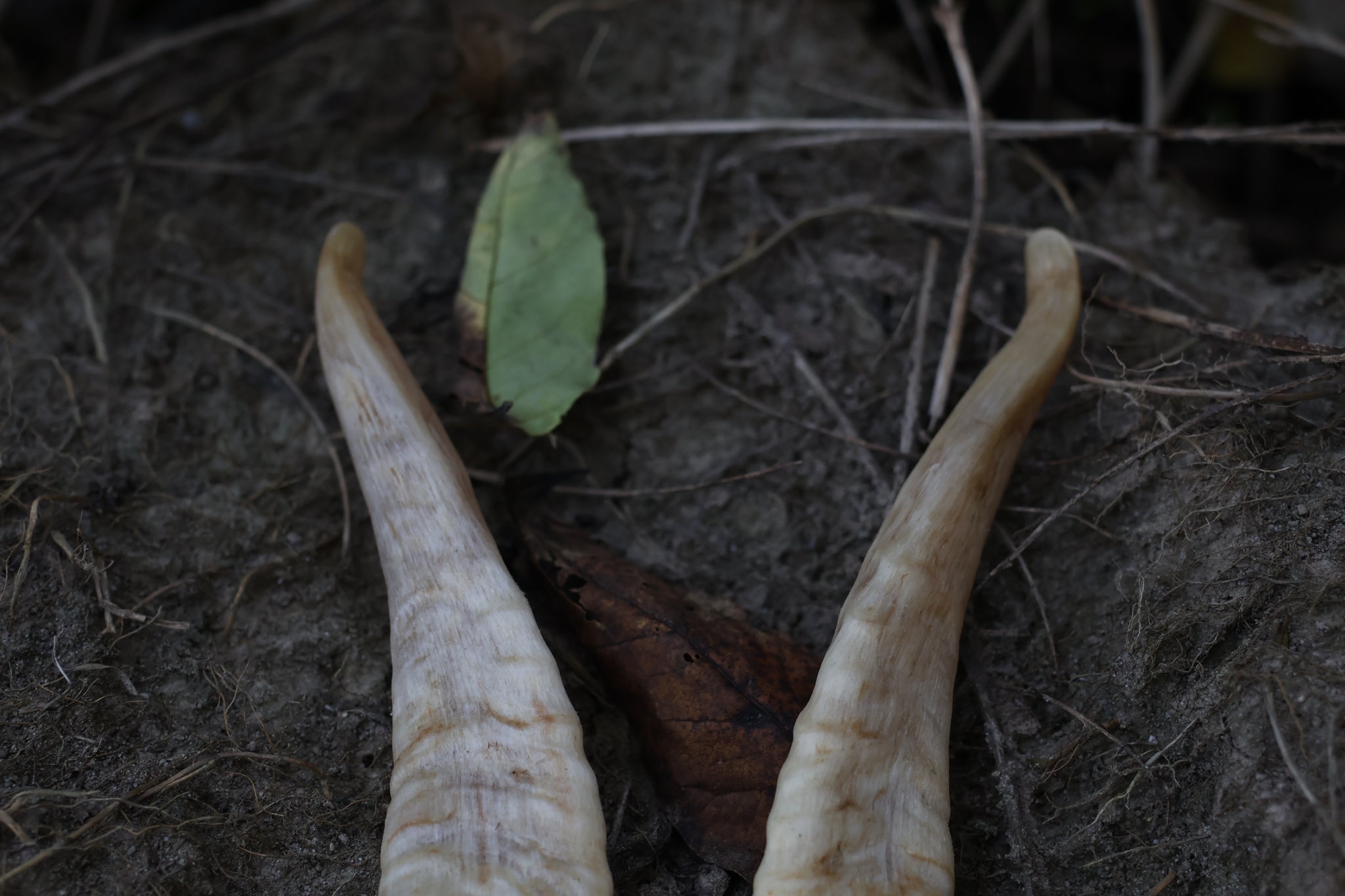 Goat Horns