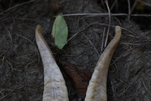 Goat Horns