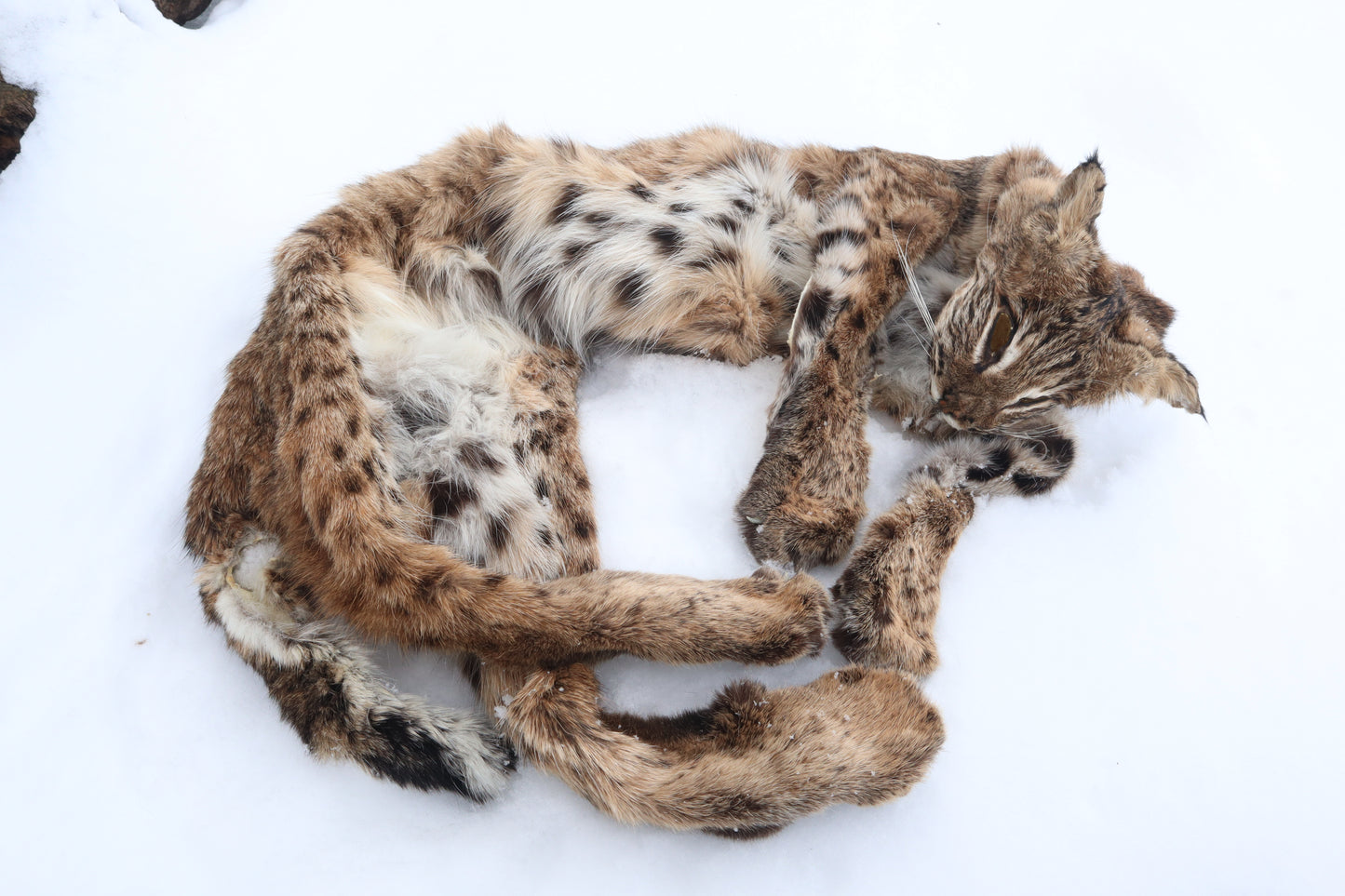 Lifesize Bobcat - Taxidermy Quality