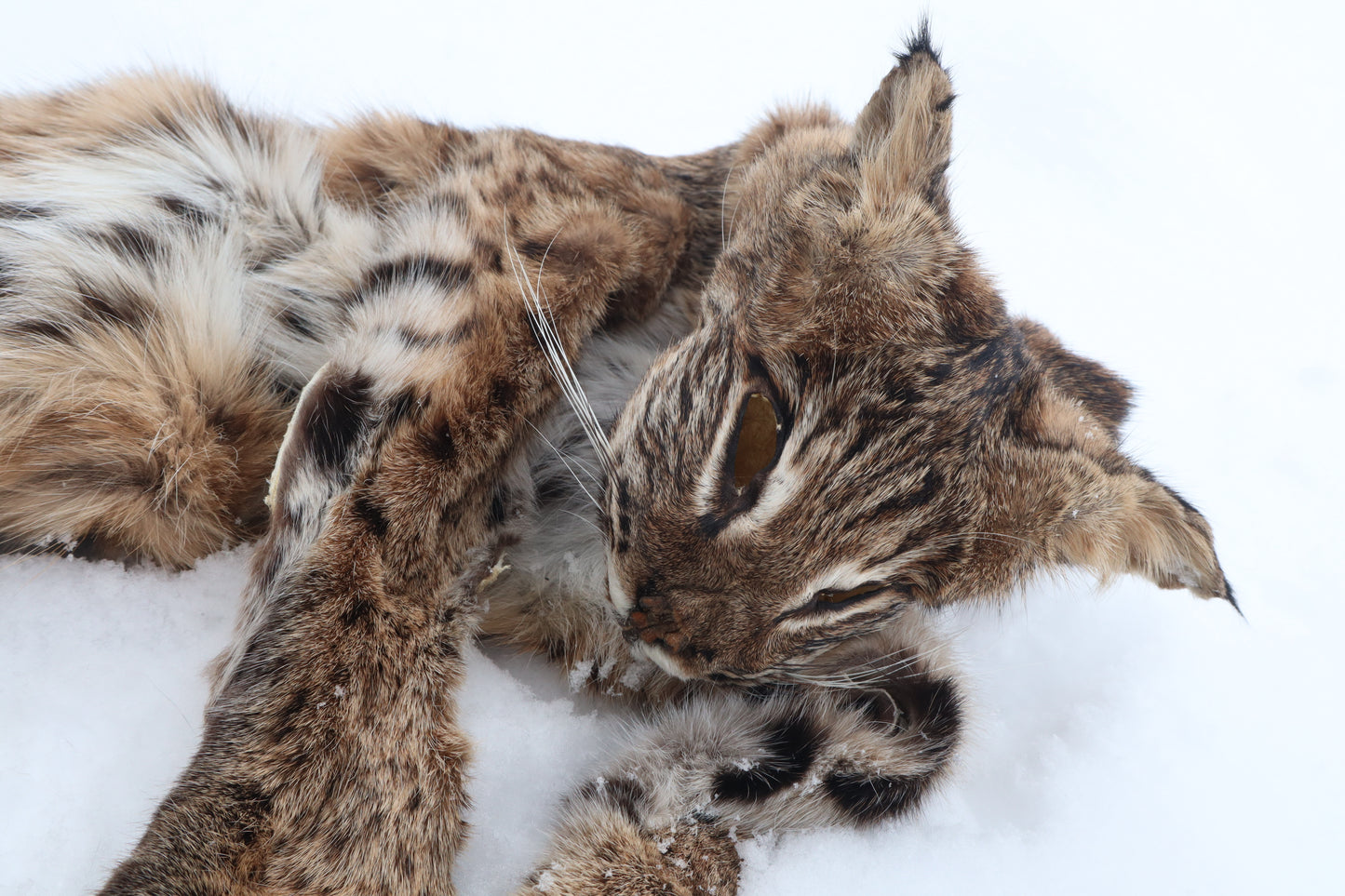 Lifesize Bobcat - Taxidermy Quality