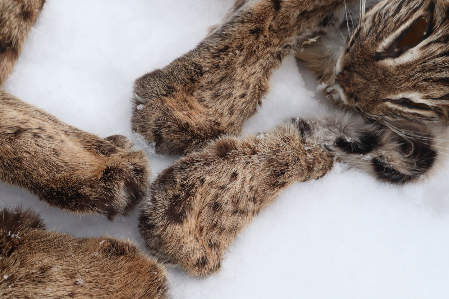 Lifesize Bobcat - Taxidermy Quality