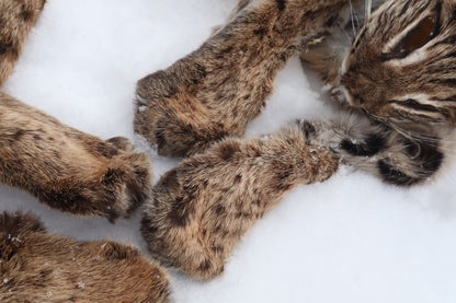 Lifesize Bobcat - Taxidermy Quality