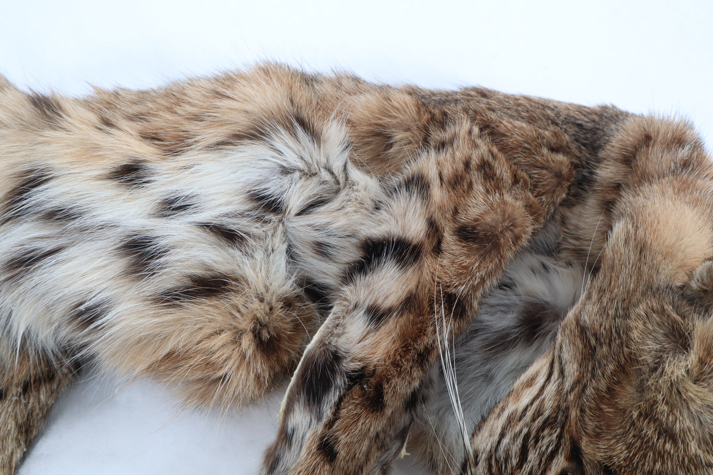 Lifesize Bobcat - Taxidermy Quality