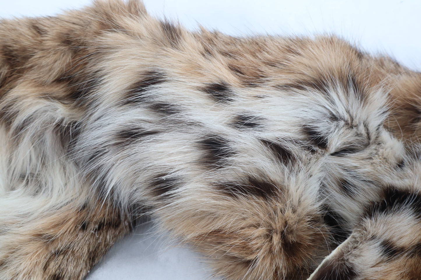 Lifesize Bobcat - Taxidermy Quality