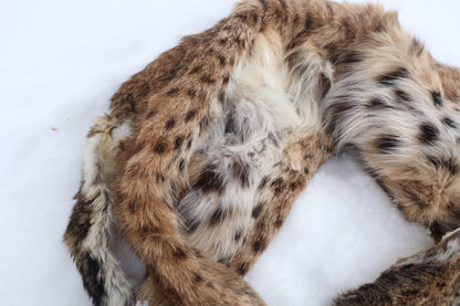 Lifesize Bobcat - Taxidermy Quality