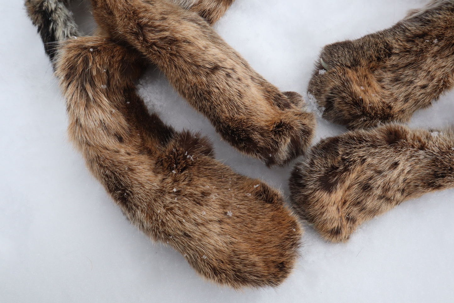 Lifesize Bobcat - Taxidermy Quality