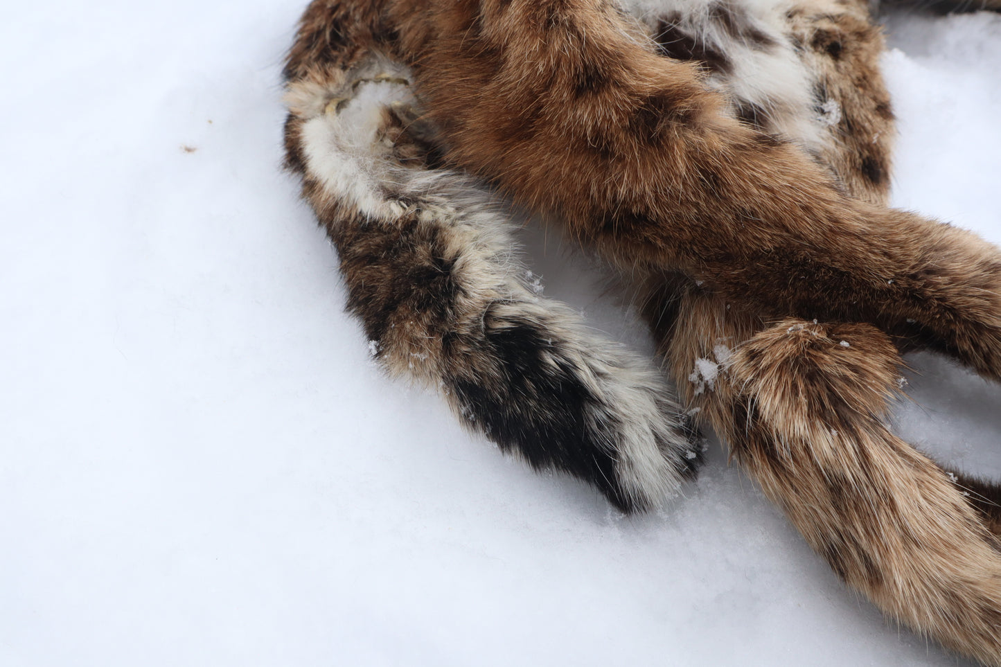 Lifesize Bobcat - Taxidermy Quality