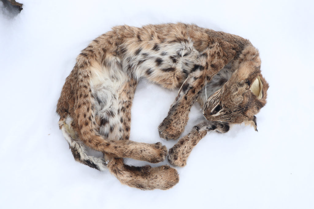 Lifesize Bobcat - Taxidermy Quality