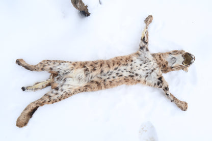 Lifesize Bobcat - Taxidermy Quality