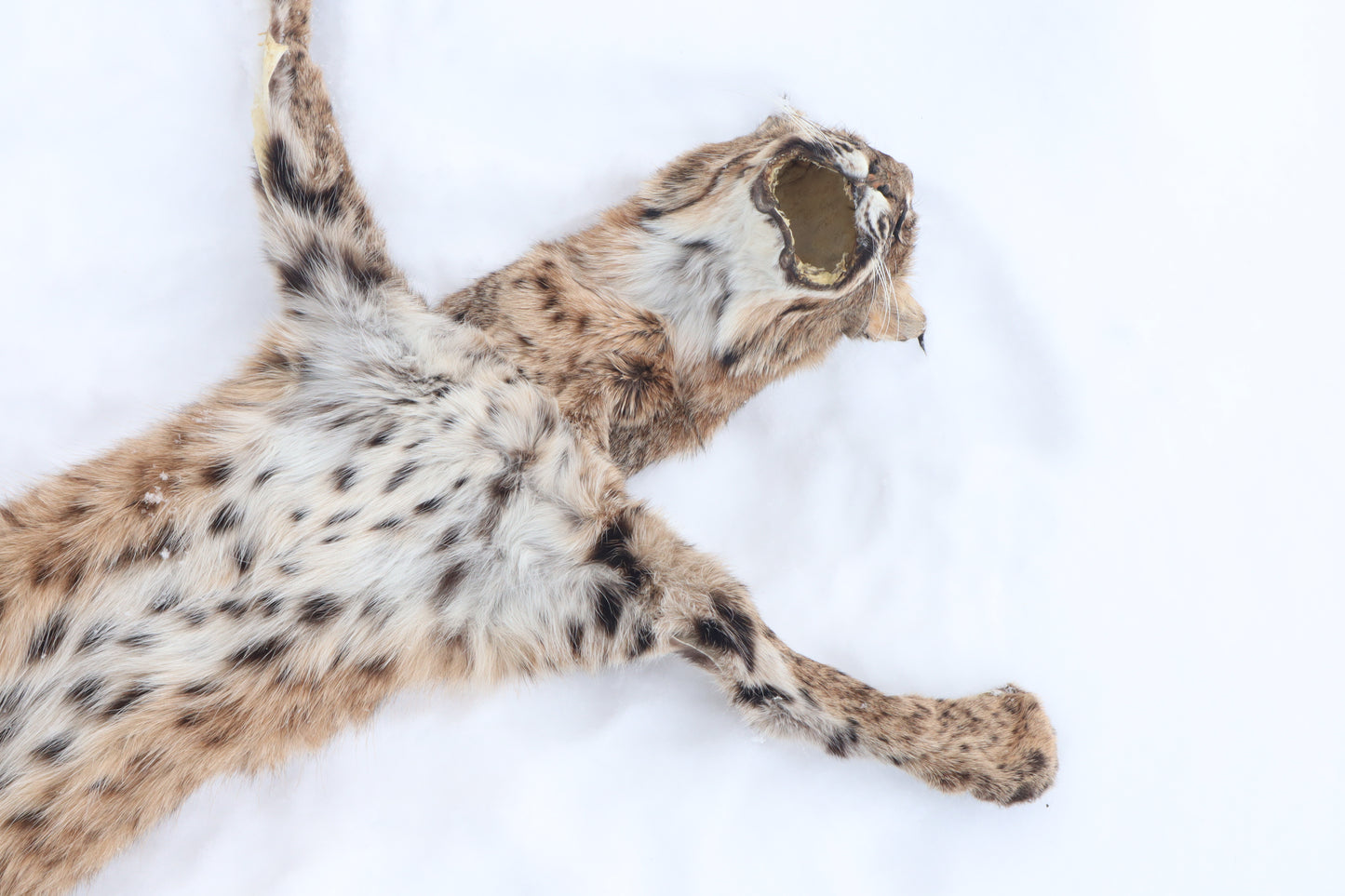 Lifesize Bobcat - Taxidermy Quality