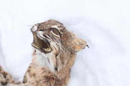 Lifesize Bobcat - Taxidermy Quality