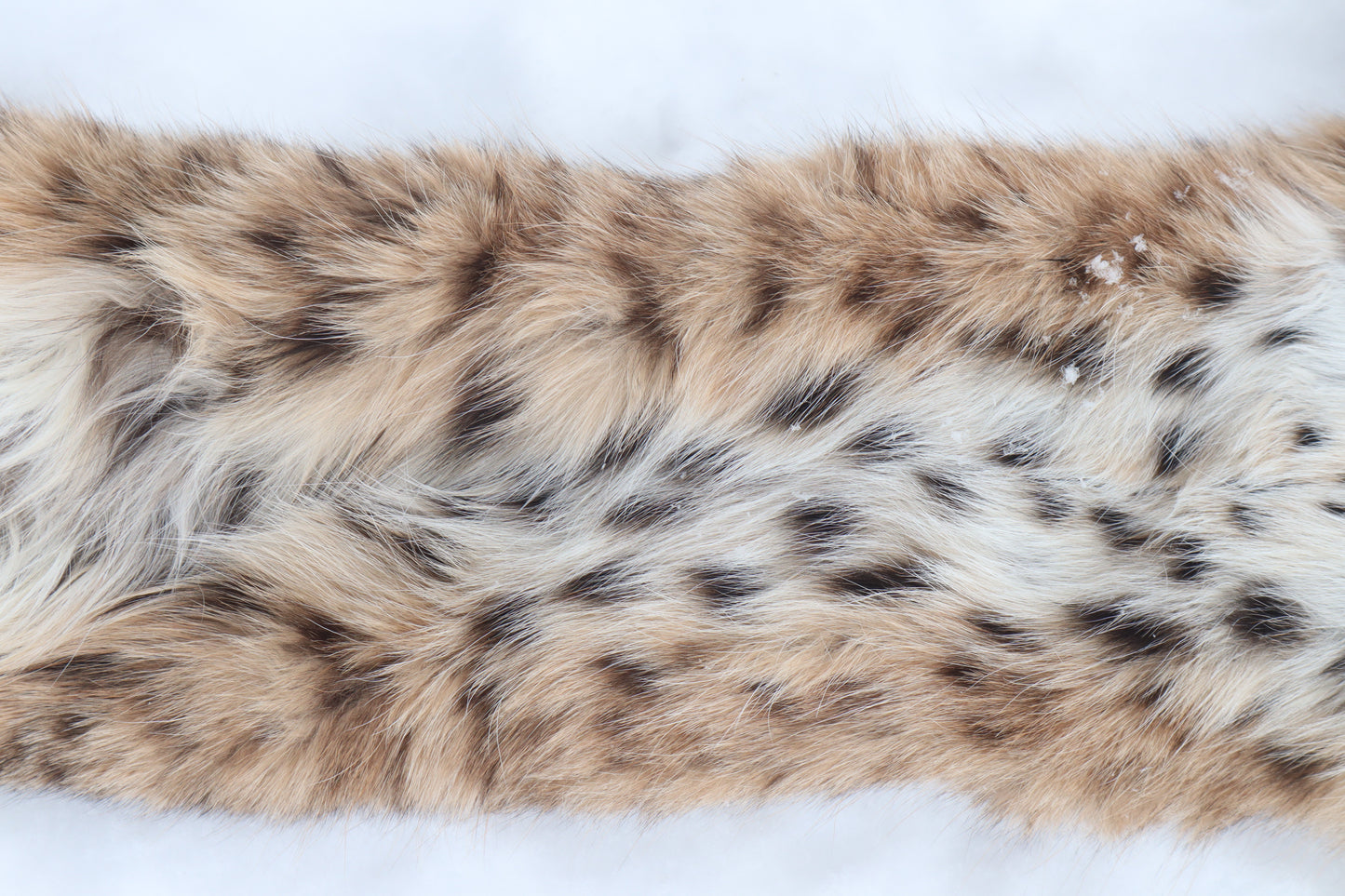 Lifesize Bobcat - Taxidermy Quality
