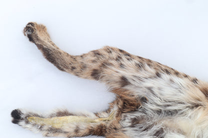 Lifesize Bobcat - Taxidermy Quality