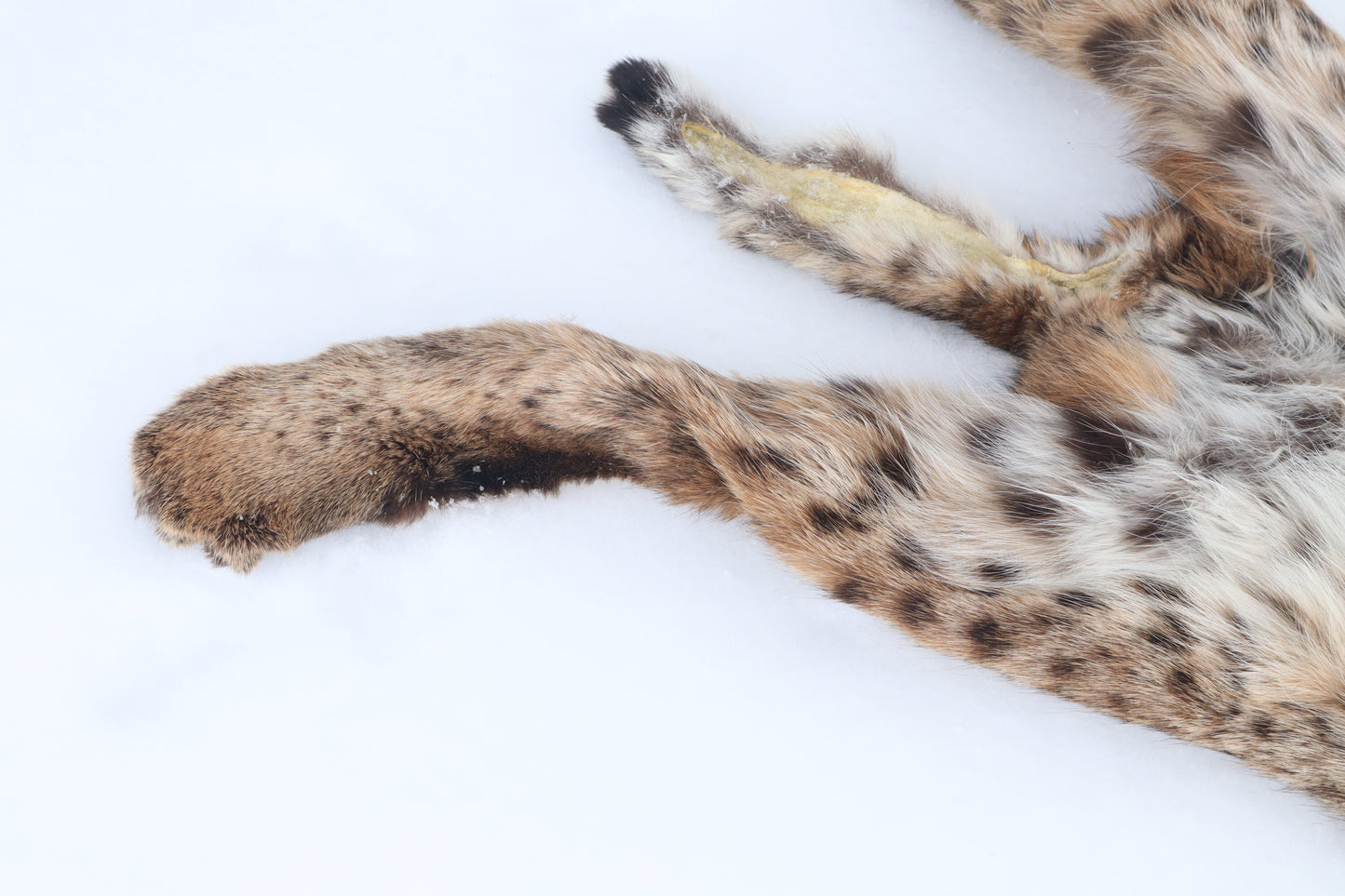 Lifesize Bobcat - Taxidermy Quality