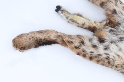 Lifesize Bobcat - Taxidermy Quality