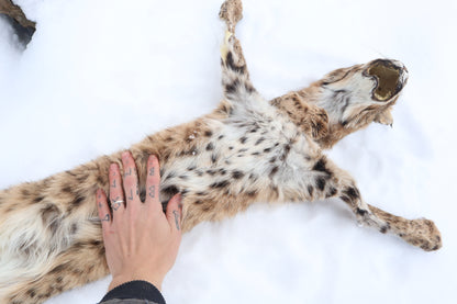 Lifesize Bobcat - Taxidermy Quality