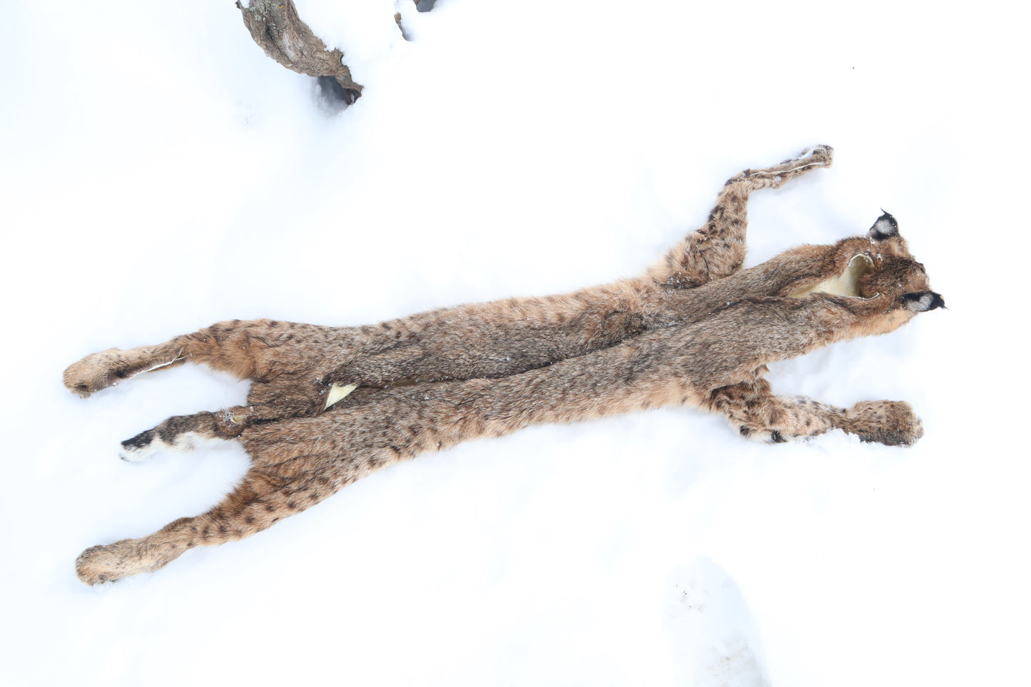 Lifesize Bobcat - Taxidermy Quality