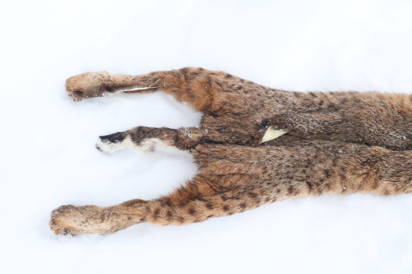 Lifesize Bobcat - Taxidermy Quality