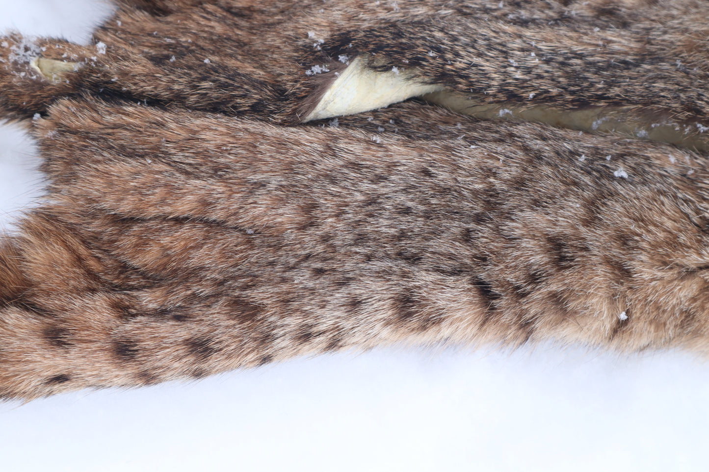 Lifesize Bobcat - Taxidermy Quality