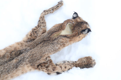 Lifesize Bobcat - Taxidermy Quality