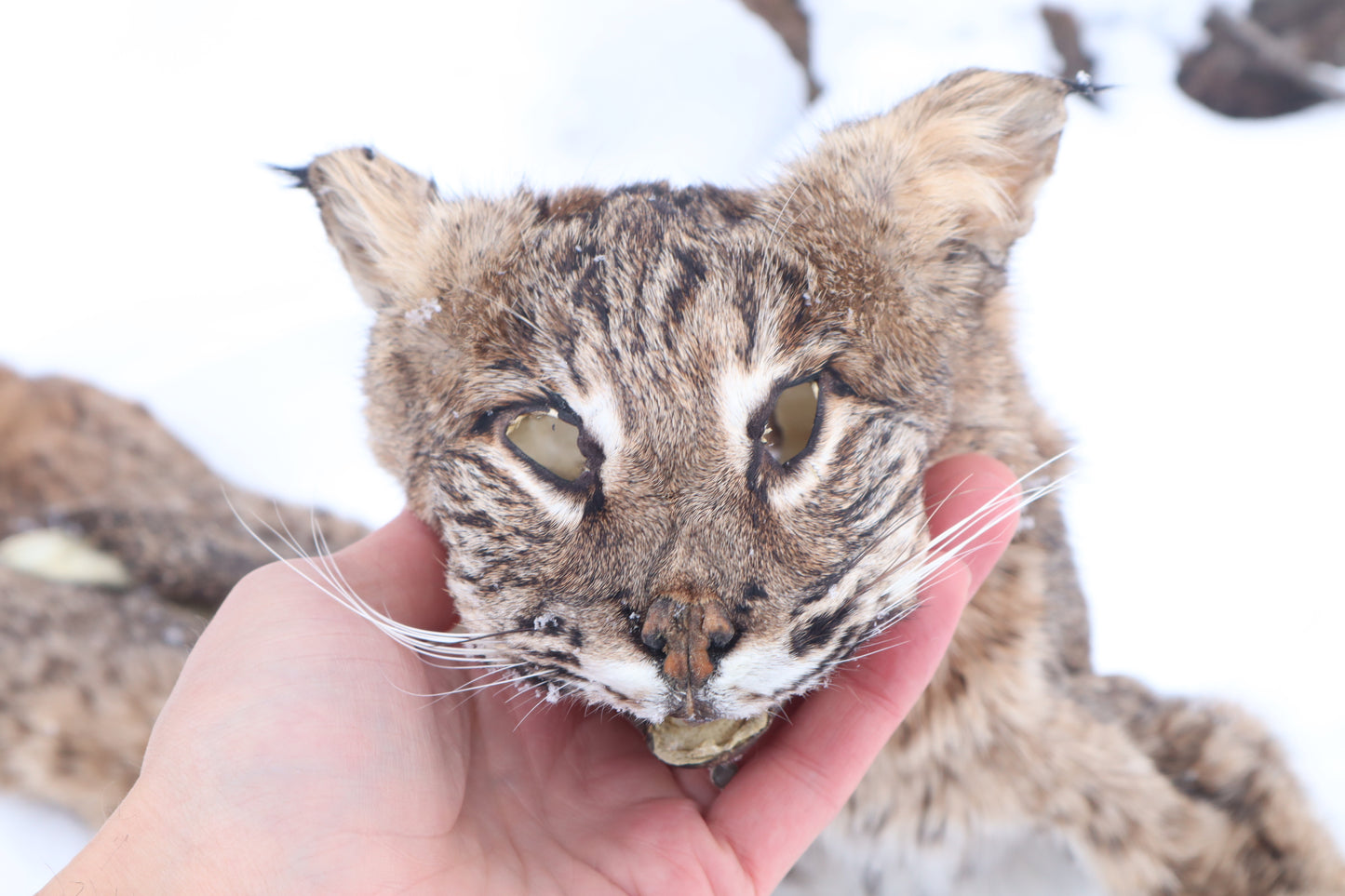 Lifesize Bobcat - Taxidermy Quality