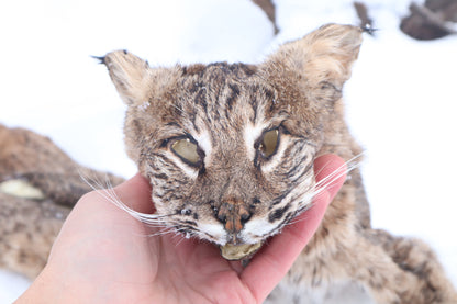 Lifesize Bobcat - Taxidermy Quality