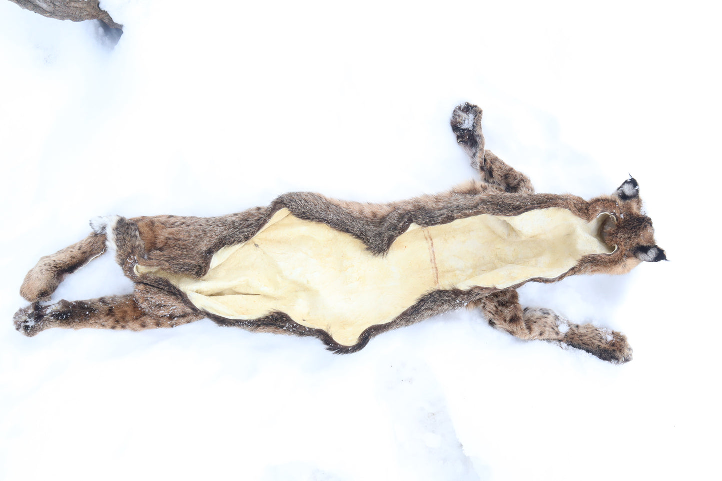 Lifesize Bobcat - Taxidermy Quality
