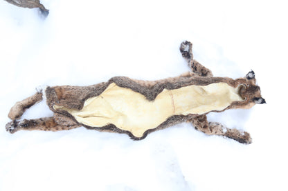 Lifesize Bobcat - Taxidermy Quality