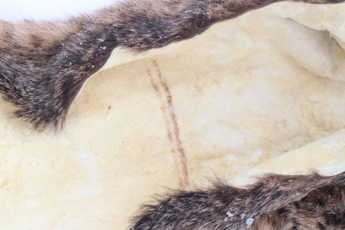 Lifesize Bobcat - Taxidermy Quality