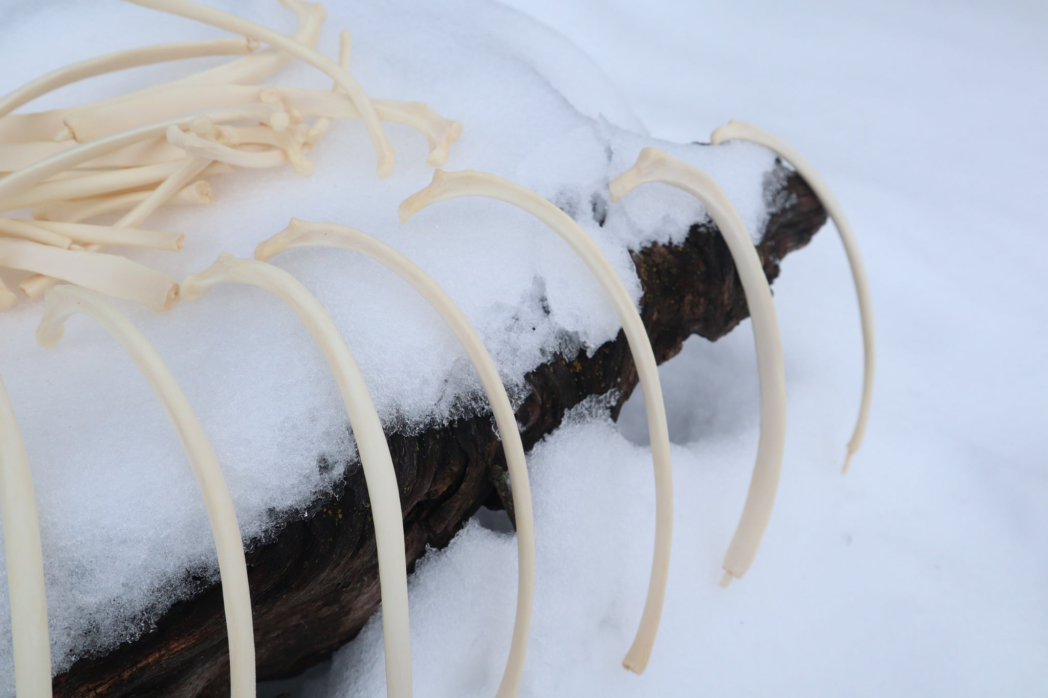 Wolf Rib – Freyja's Forest