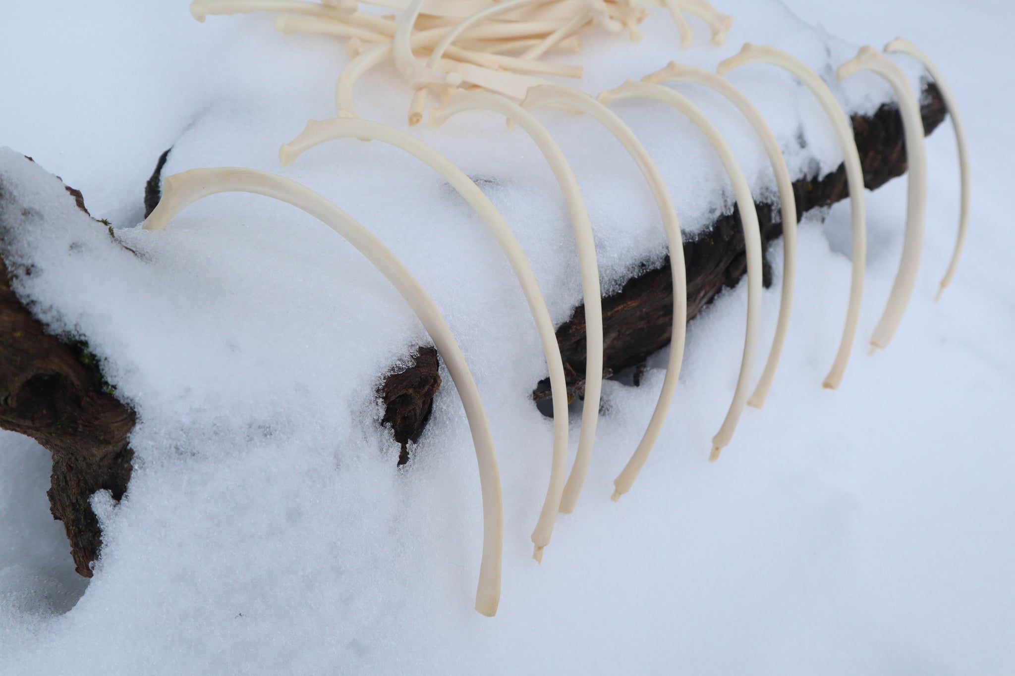 Wolf Rib – Freyja's Forest