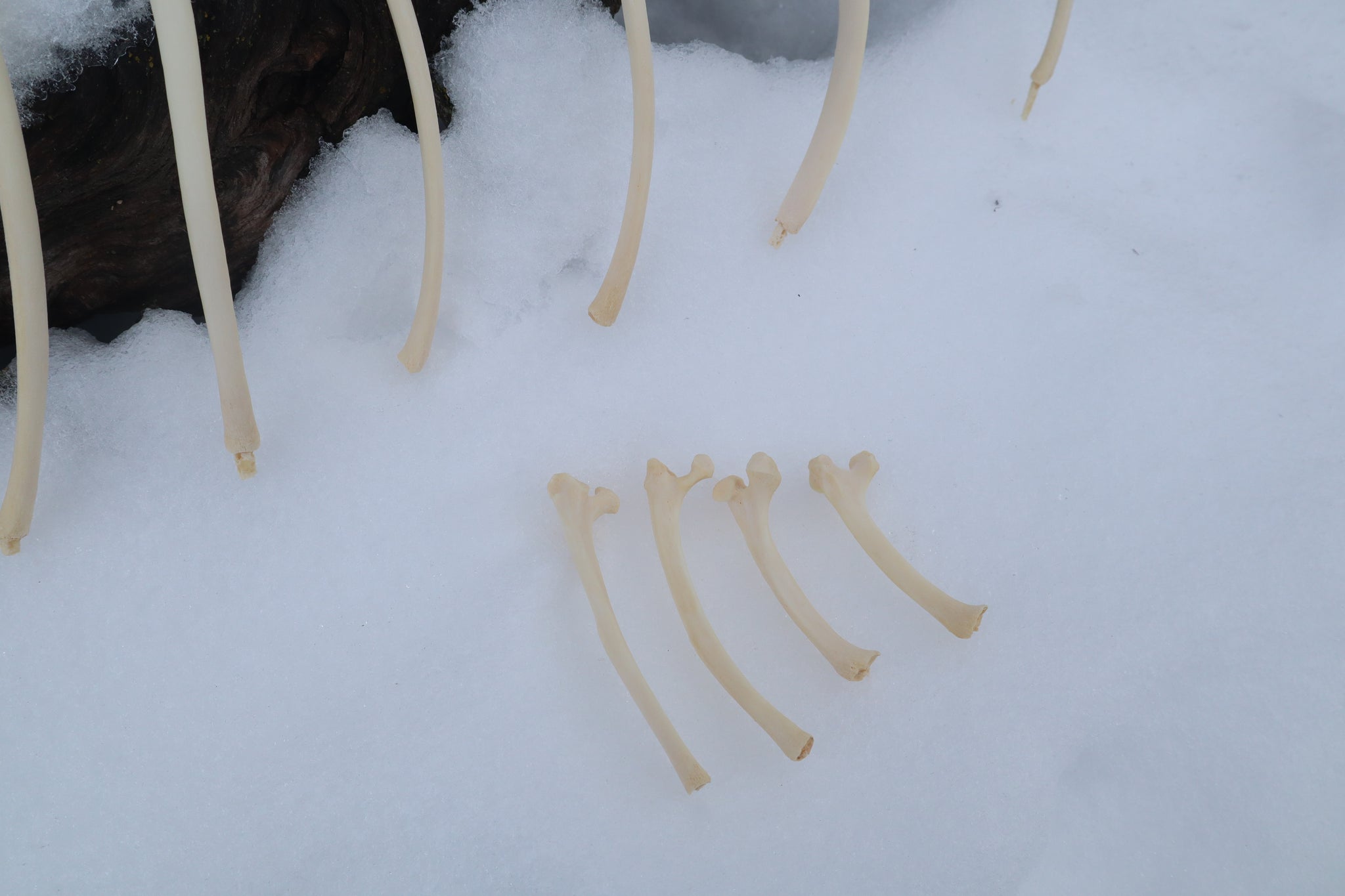 Wolf Rib – Freyja's Forest