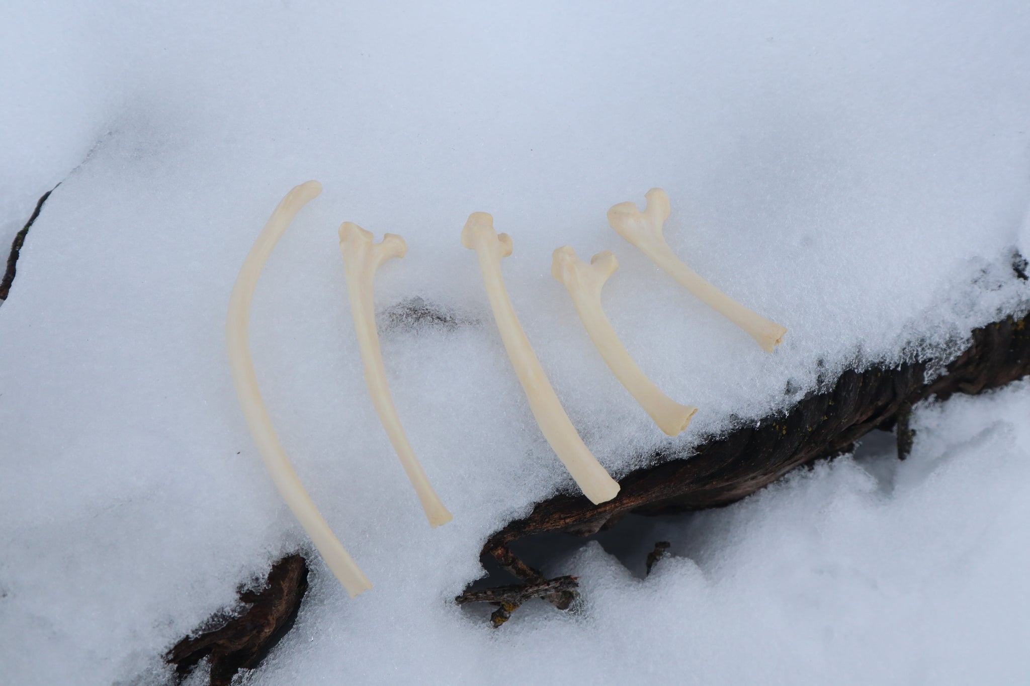 Wolf Rib – Freyja's Forest